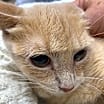 Thumbnail photo of Gingersnap #1