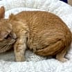 Thumbnail photo of Gingersnap #2