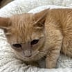 Thumbnail photo of Gingersnap #3