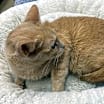 Thumbnail photo of Gingersnap #4