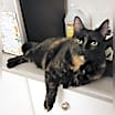 Thumbnail photo of Mystique #2