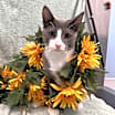 Thumbnail photo of Tenderheart #2