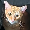 Thumbnail photo of Ellis #1