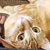 Thumbnail photo of Ellis #4