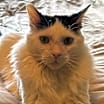 Thumbnail photo of Toby #1