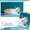 Thumbnail photo of Celeste #1