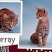 Thumbnail photo of Murray #1