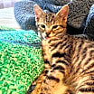 Thumbnail photo of Hathor #1