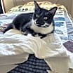 Thumbnail photo of Nova #1