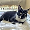 Thumbnail photo of Nova #2