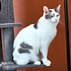 Thumbnail photo of Curly #2