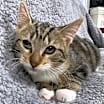 Thumbnail photo of Maple #4