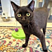 Thumbnail photo of Tadpole #1