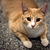 Thumbnail photo of Weasley #1