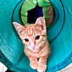 Thumbnail photo of Ra #1