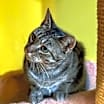 Thumbnail photo of Polly #2