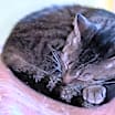 Thumbnail photo of Polly #4