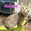 Thumbnail photo of Katara #1