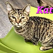 Thumbnail photo of Katara #2