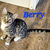 Thumbnail photo of Berry #1