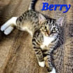 Thumbnail photo of Berry #2