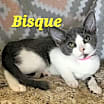 Thumbnail photo of Bisque #1