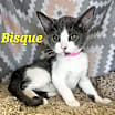 Thumbnail photo of Bisque #3