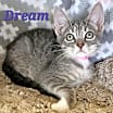 Thumbnail photo of Dream #1
