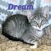 Thumbnail photo of Dream #2