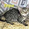 Thumbnail photo of Enya #1