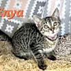 Thumbnail photo of Enya #2