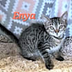 Thumbnail photo of Enya #3