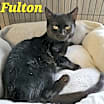 Thumbnail photo of Fulton #1