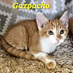 Thumbnail photo of Gazpacho #1