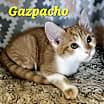 Thumbnail photo of Gazpacho #2