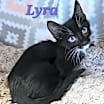 Thumbnail photo of Lyra #1