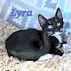 Thumbnail photo of Lyra #2
