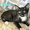 Thumbnail photo of Soup #1