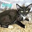 Thumbnail photo of Soup #2