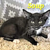 Thumbnail photo of Soup #3