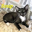 Thumbnail photo of Soup #4