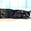 Thumbnail photo of Mindi #2