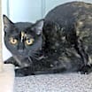 Thumbnail photo of Mindi #3