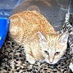 Thumbnail photo of Scarlett #2