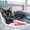 Thumbnail photo of Elvira #2