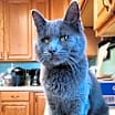 Thumbnail photo of Elgie #1