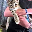 Thumbnail photo of Rafiki #1