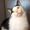 Thumbnail photo of Brutus - Barn Cat #1