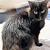 Thumbnail photo of Sophia #4
