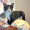Thumbnail photo of Juniper #2